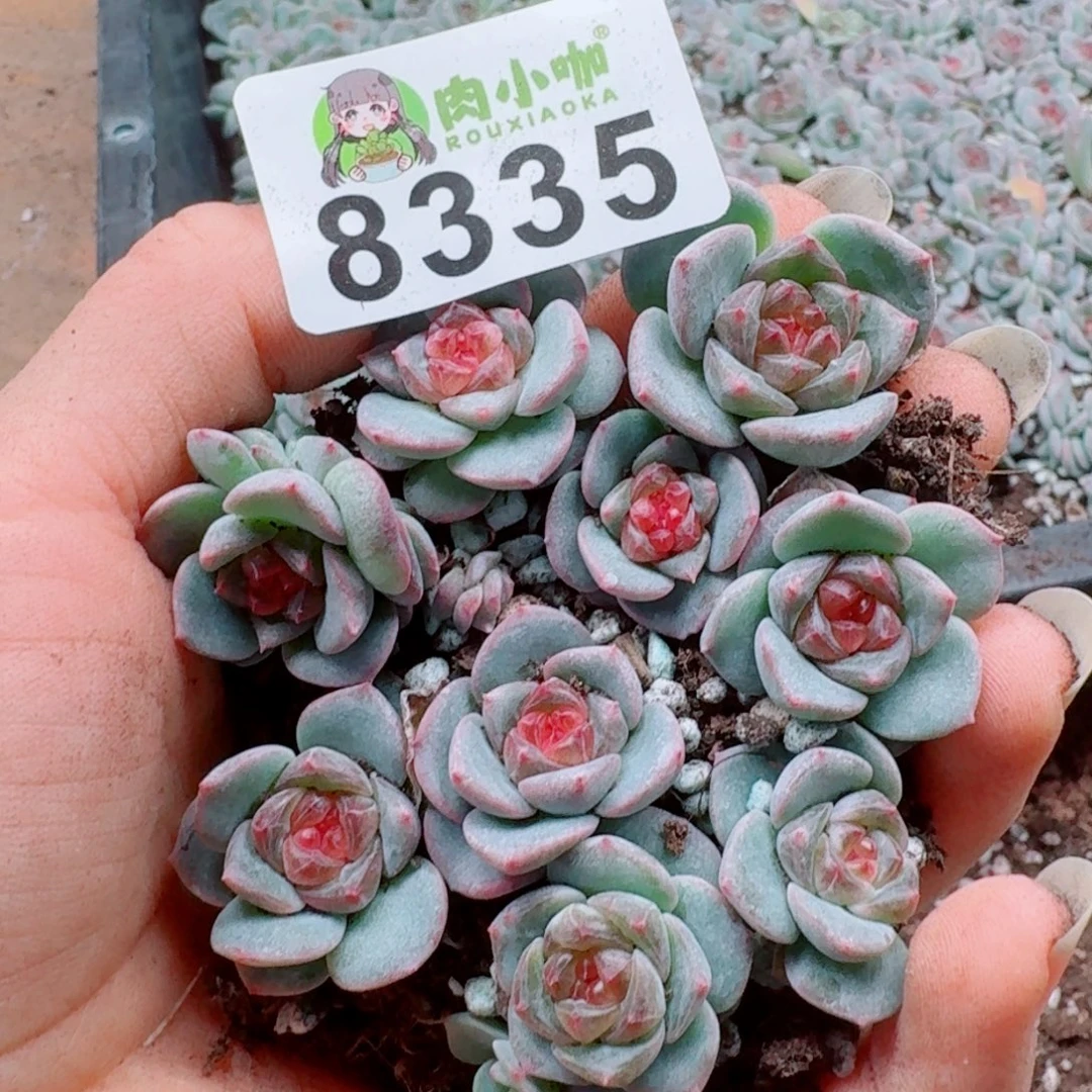多肉植物多肉植物