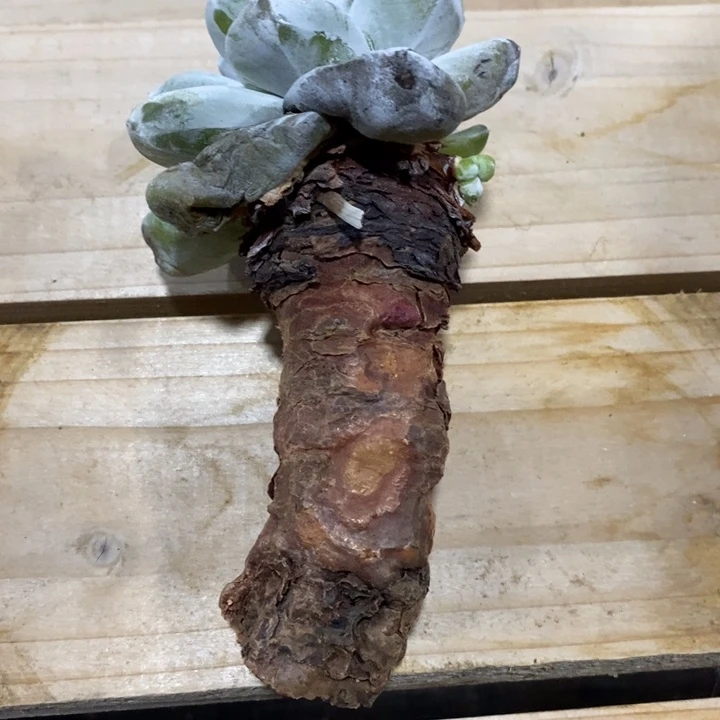 肥花朵拇指寄养，李白