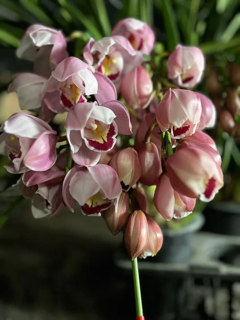 [福星拱兰]大花蕙兰年宵花桌面兰好养活基地直发