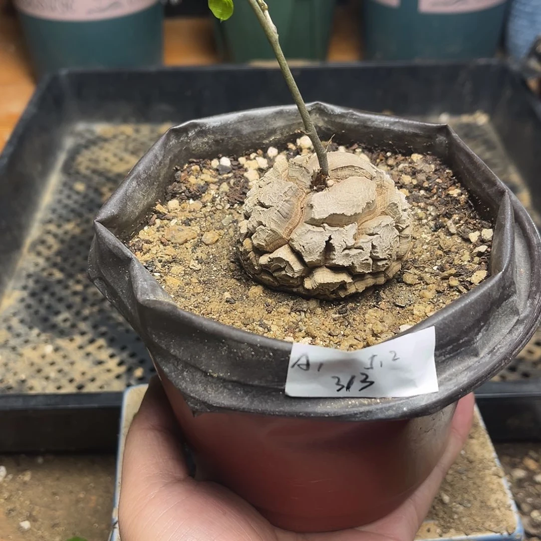 A1南非块根龟甲龙