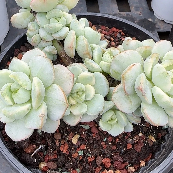 青蛙王子儿童牙膏11
