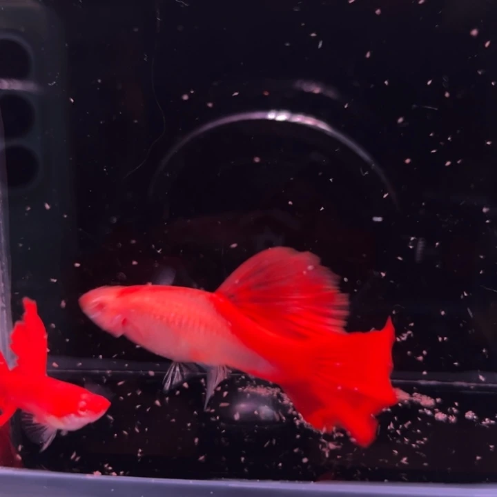 孔雀鱼血红大背1对