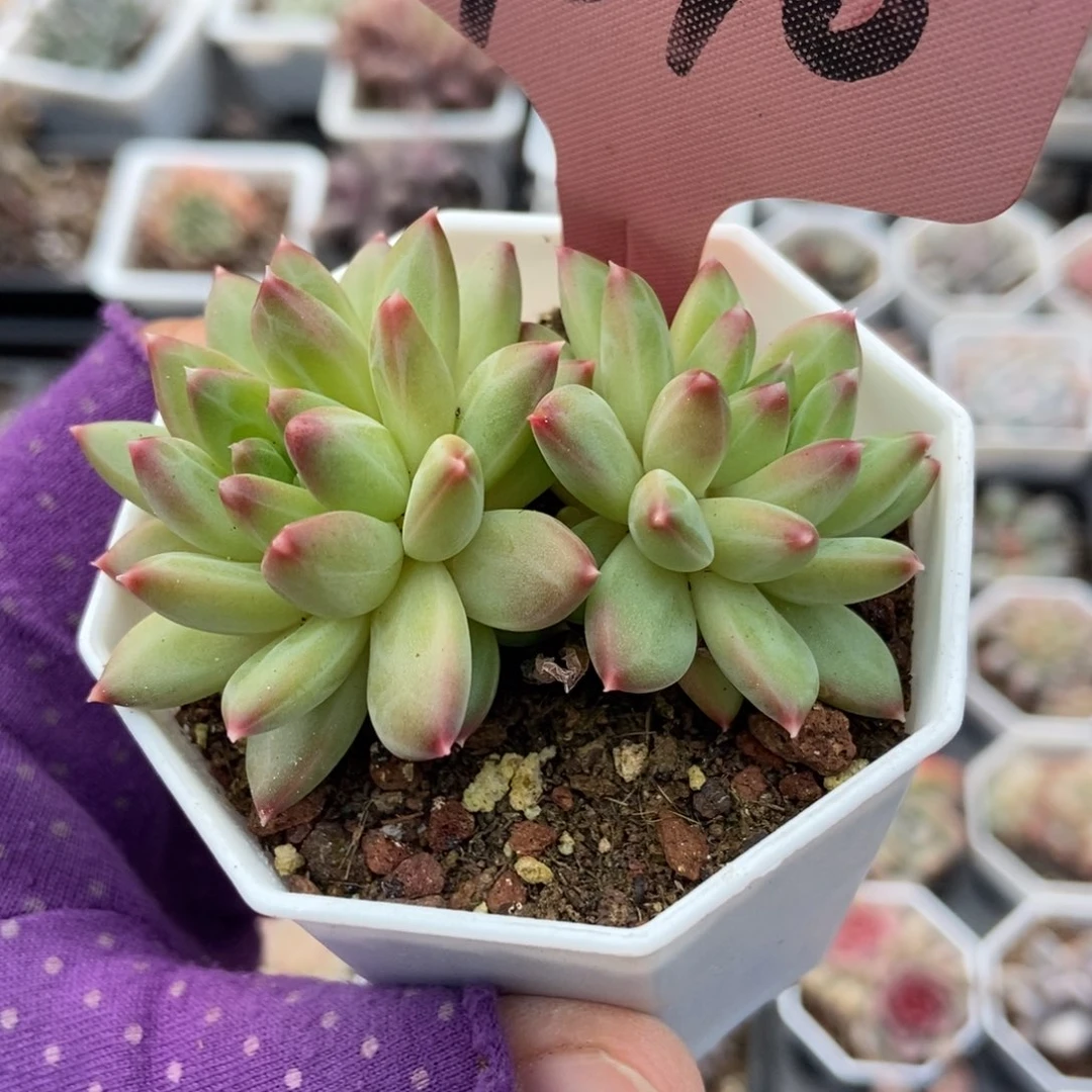 7310甲骨文多肉植物