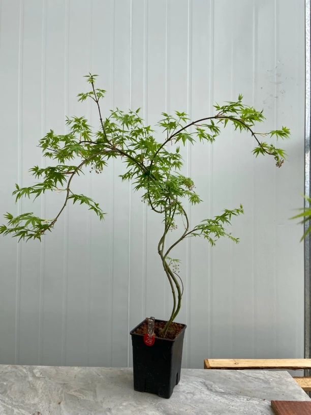 流泉枫盆栽可室内室外飘逸造型