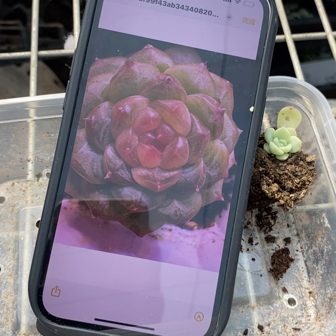 穴盘甜心490苗一个