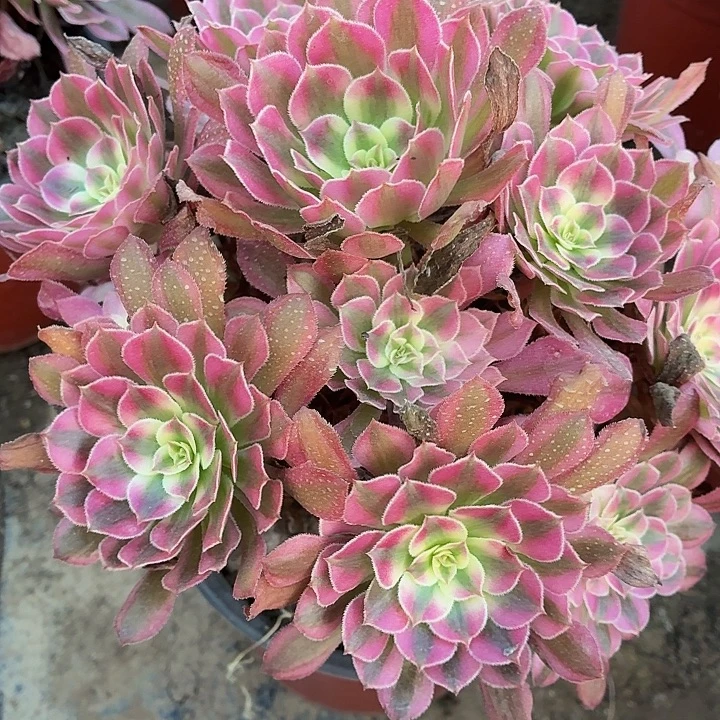 红桶超白一棵脱土发货