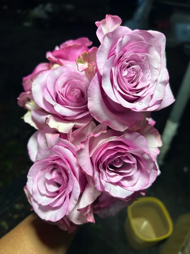 紫葡萄 新品切花 高脚杯 灌木 月季小苗