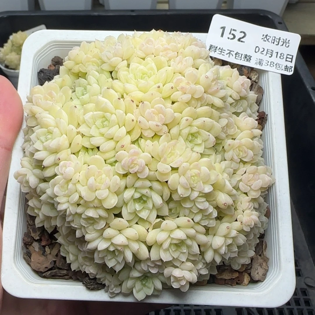 0218-152优选麦秆