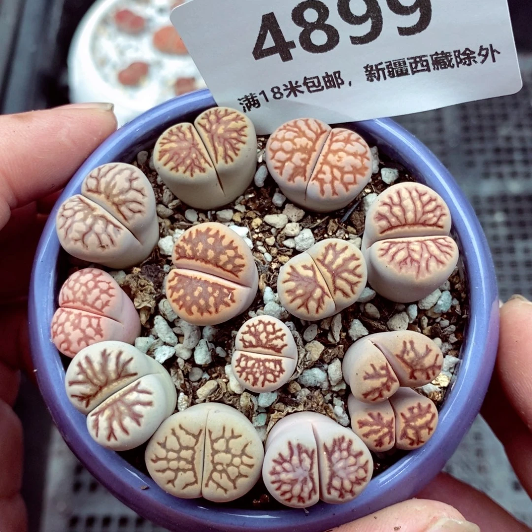 4899。