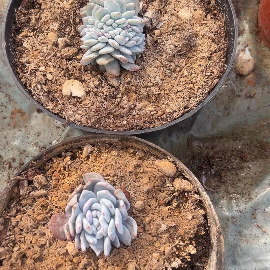 千***姐多肉植物实物直播实物165