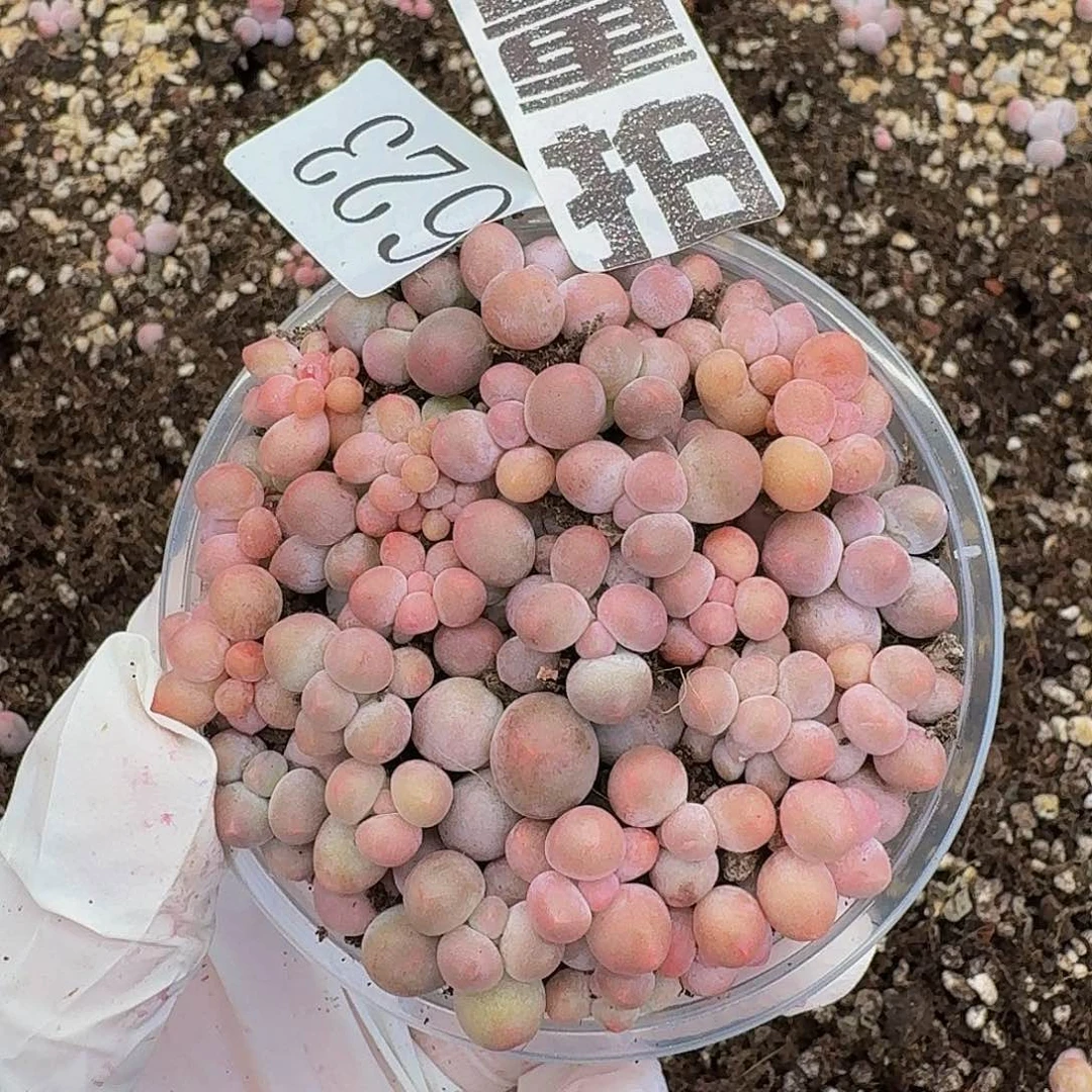 多肉植物多肉植物623量拍