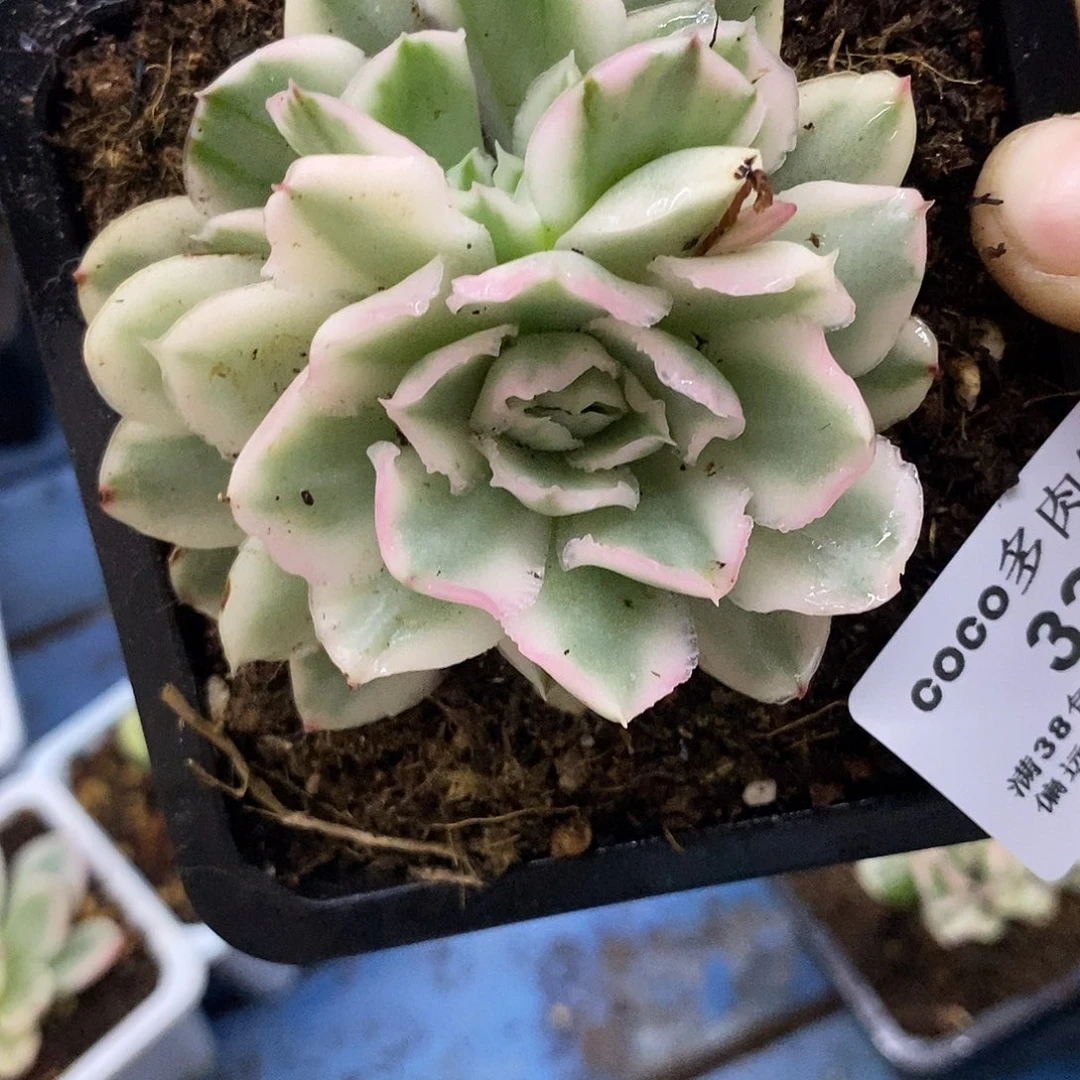 32紫蝴蝶锦炸多肉植物哇啦塞