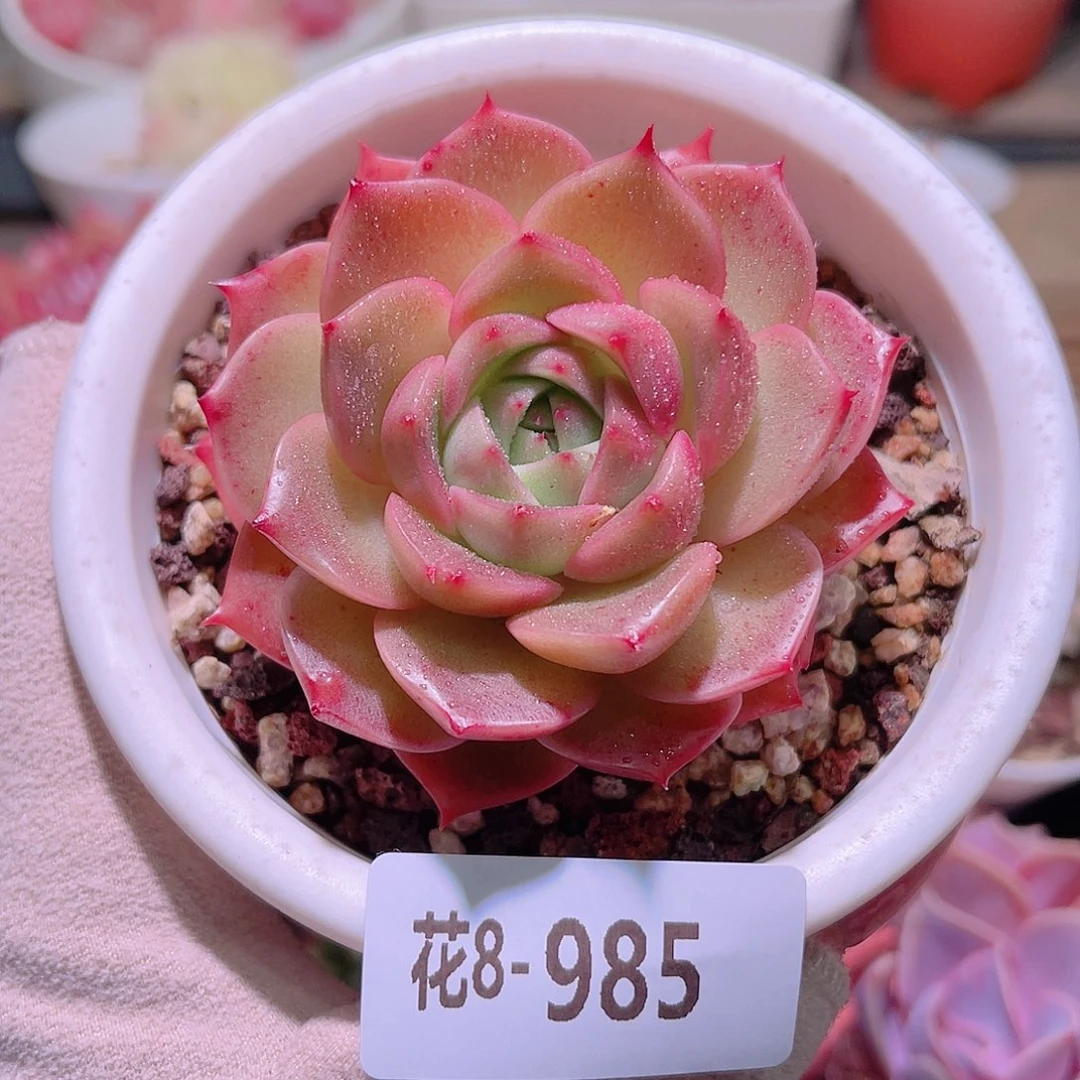 花利美8-985麦秆