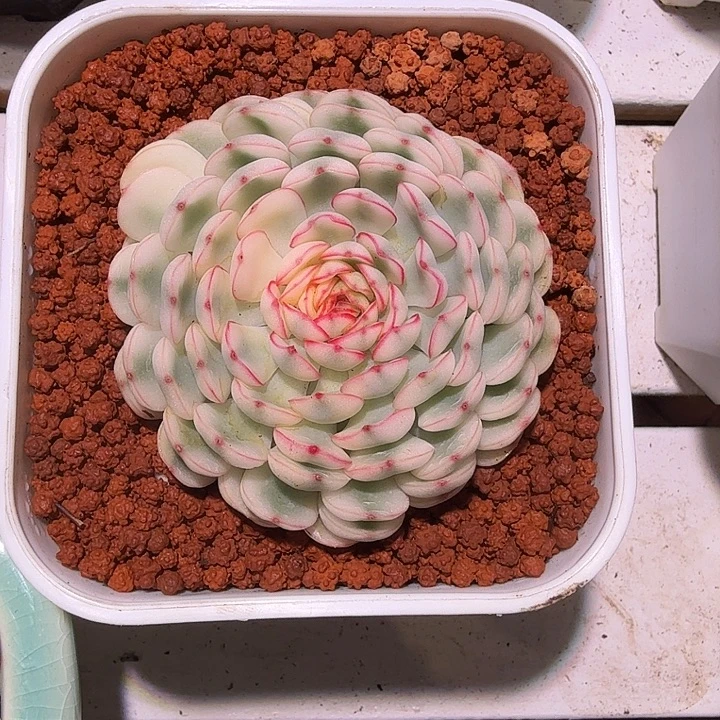 梦幻玫瑰锦多肉植物