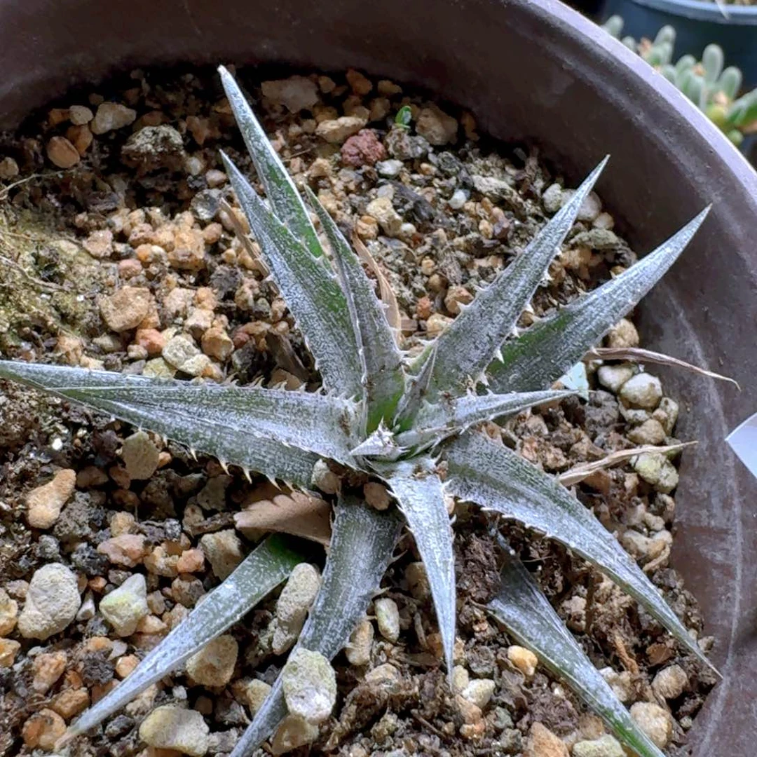 256沙漠凤梨脱土发货