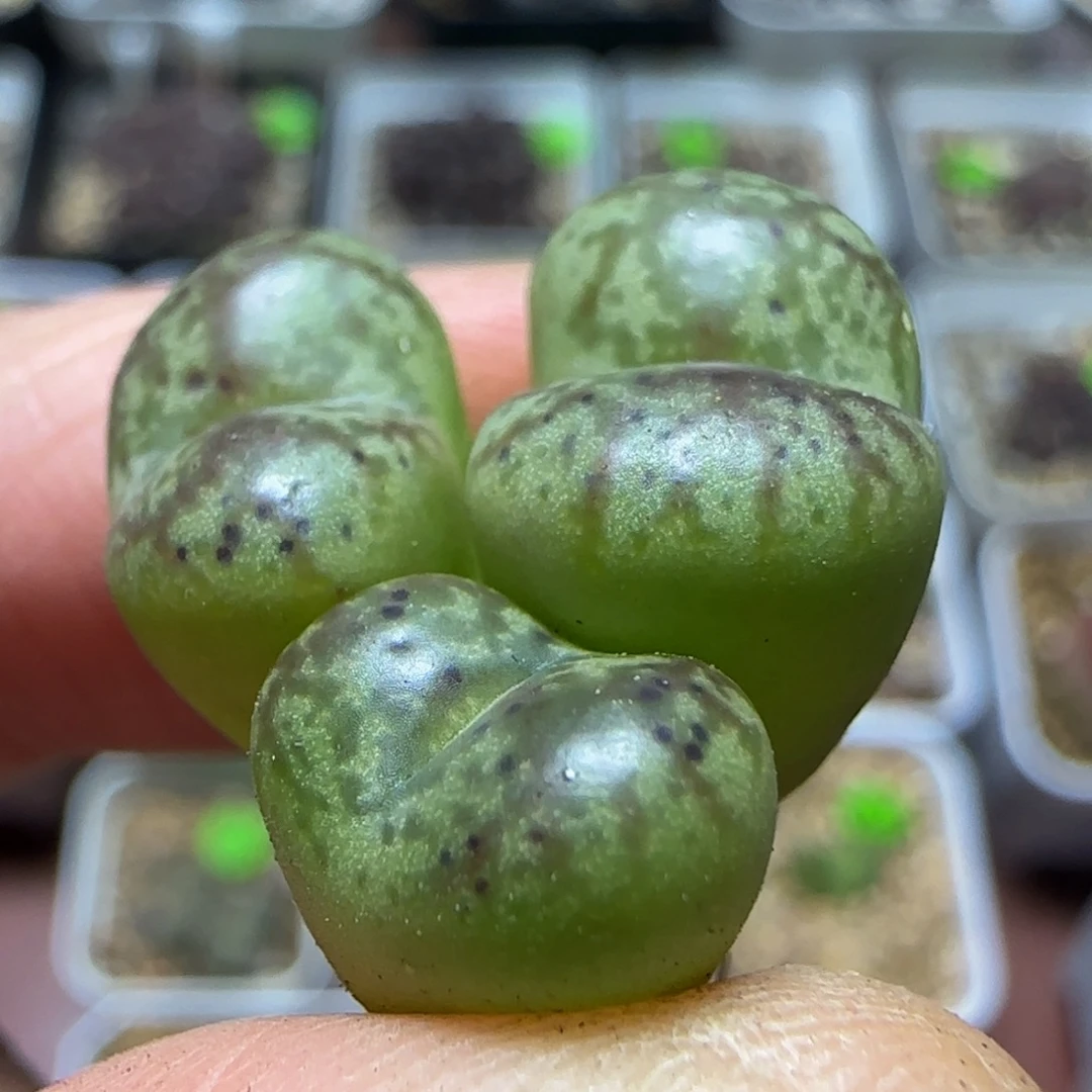 流水杂交多肉植物47