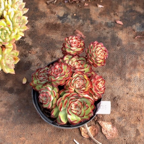 M**a5101肉酱玫瑰多肉