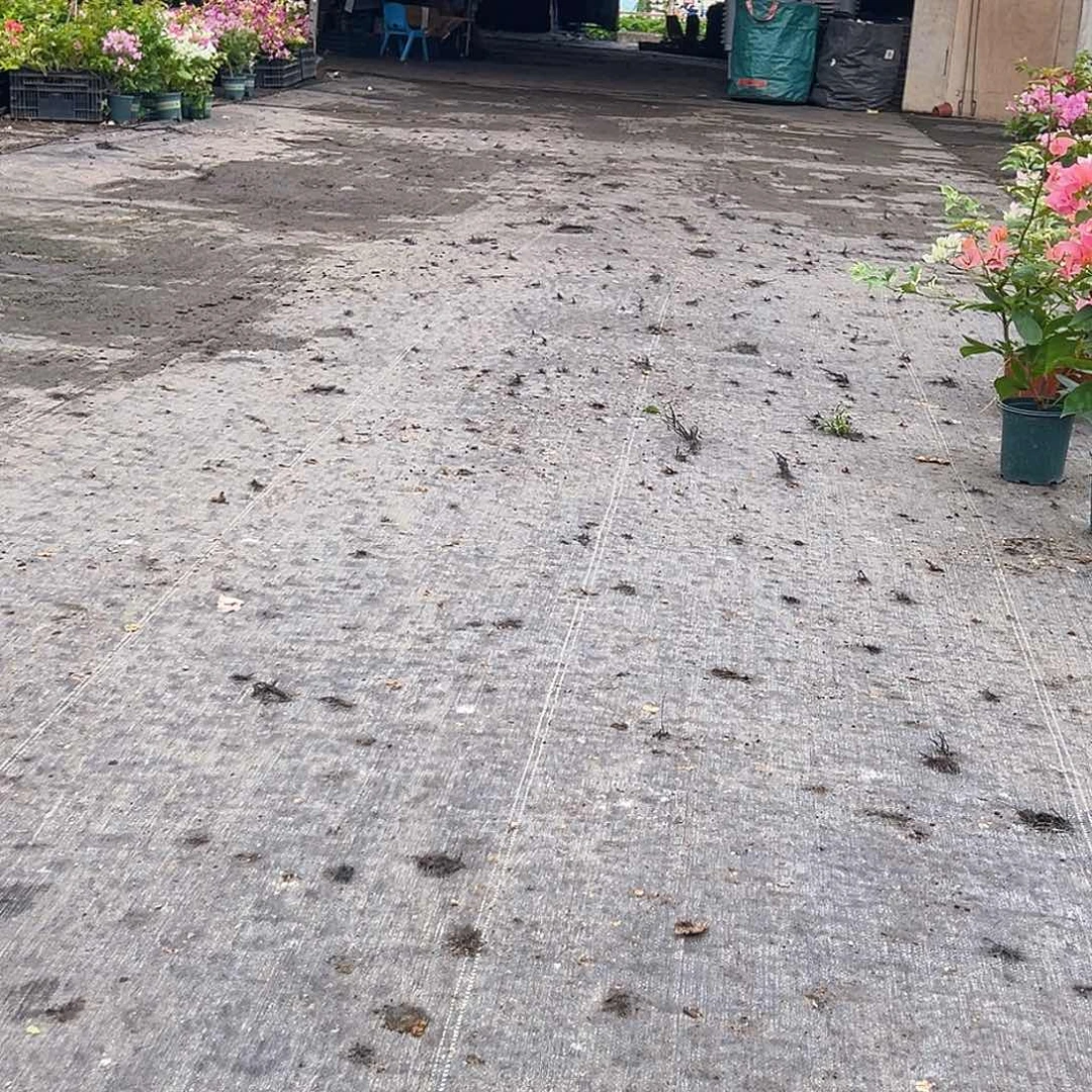 大部分花苞少量开放007