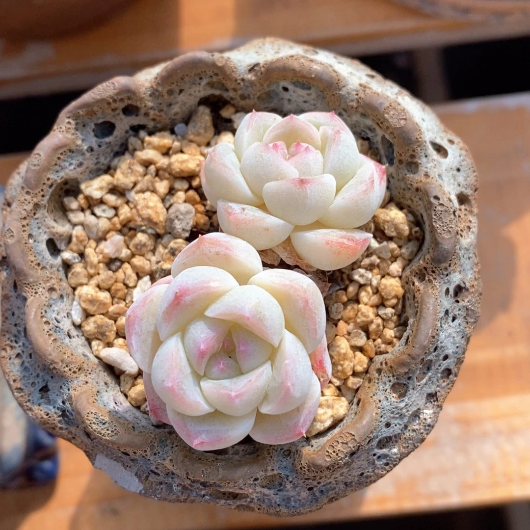 精品多肉一物一拍109