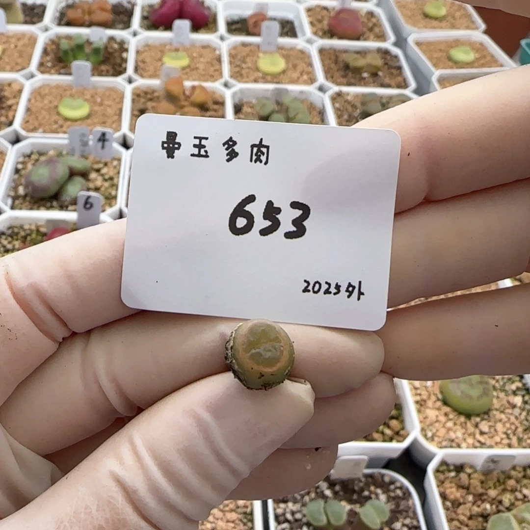 V***s多肉多肉多肉2025-653