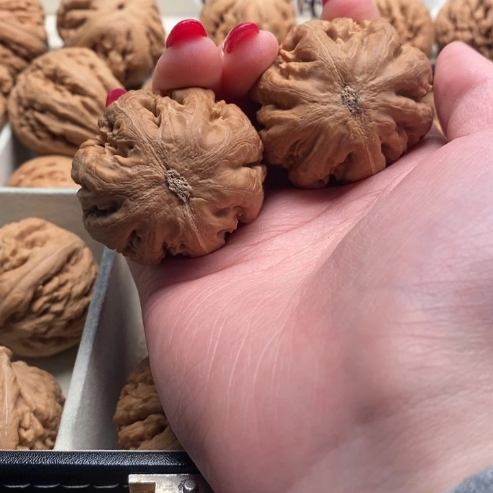 我***爷霸王龙全品无修一刀没动