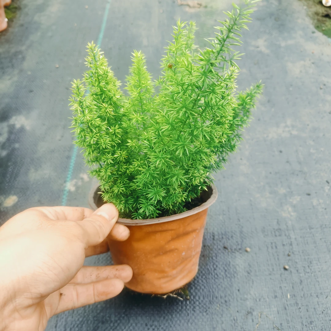 狐尾天门冬盆栽四季常青耐热耐旱好养适合阳台庭院绿植盆栽