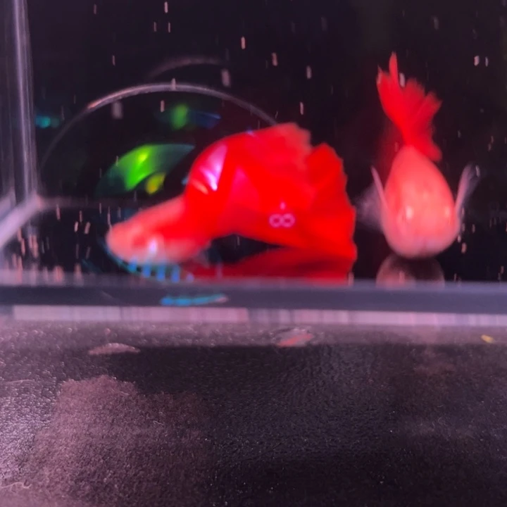 孔雀鱼大背血红1对