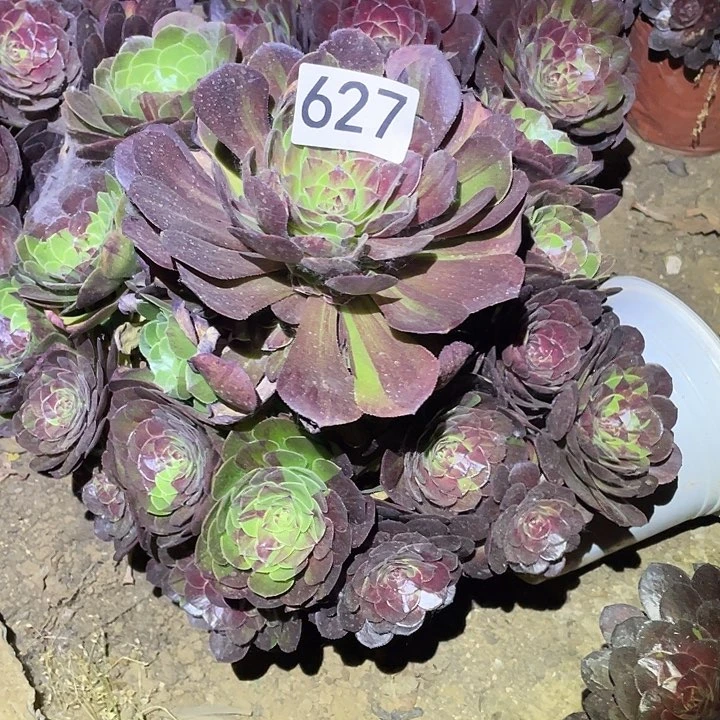 多肉植物法师627花月夜