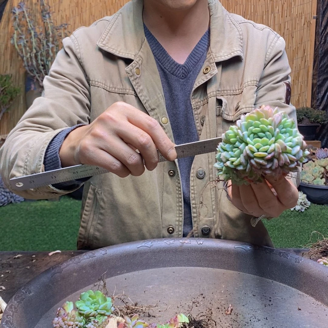 大**烟3颗177 号白胖子多肉