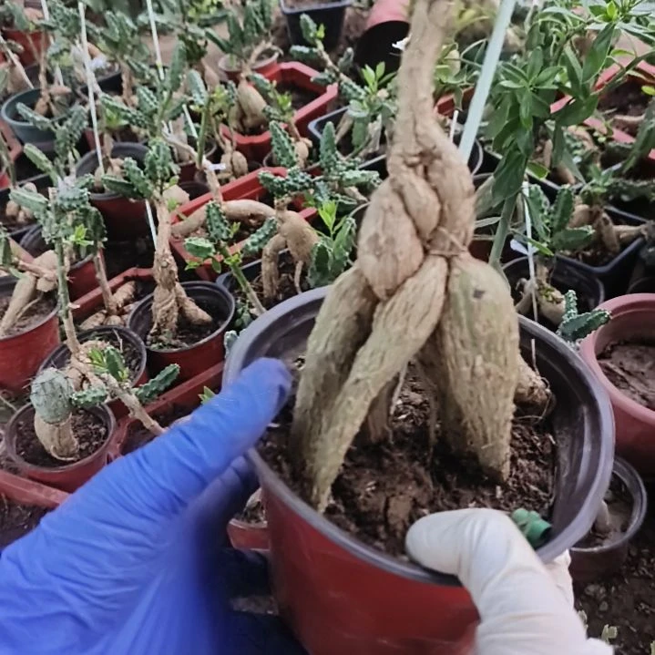 昙***花嫁接一脱土一颗发货