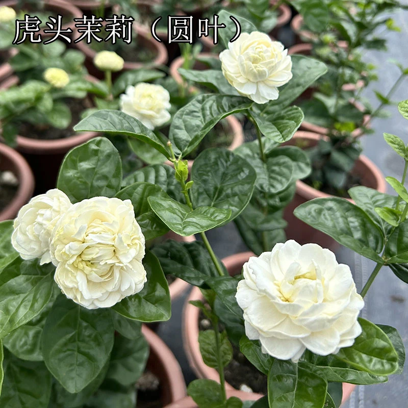 圆叶虎头茉莉基地直发正宗圆浓香大型重瓣茉莉稀有圆茉莉花盆栽