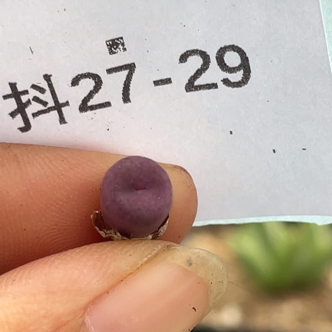 27-29嘴多肉植物肉锥