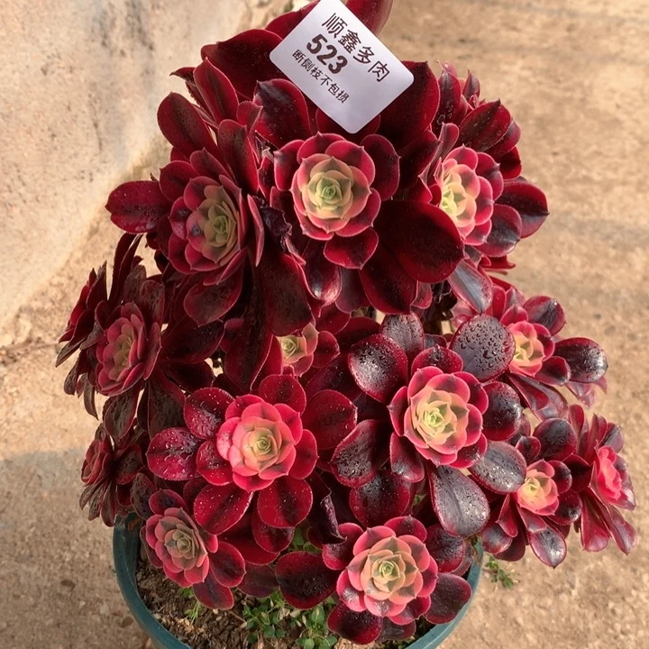 523美杜莎多肉植物