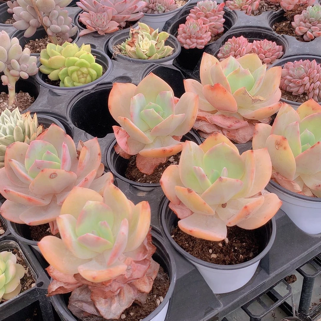 白凤64664447774777