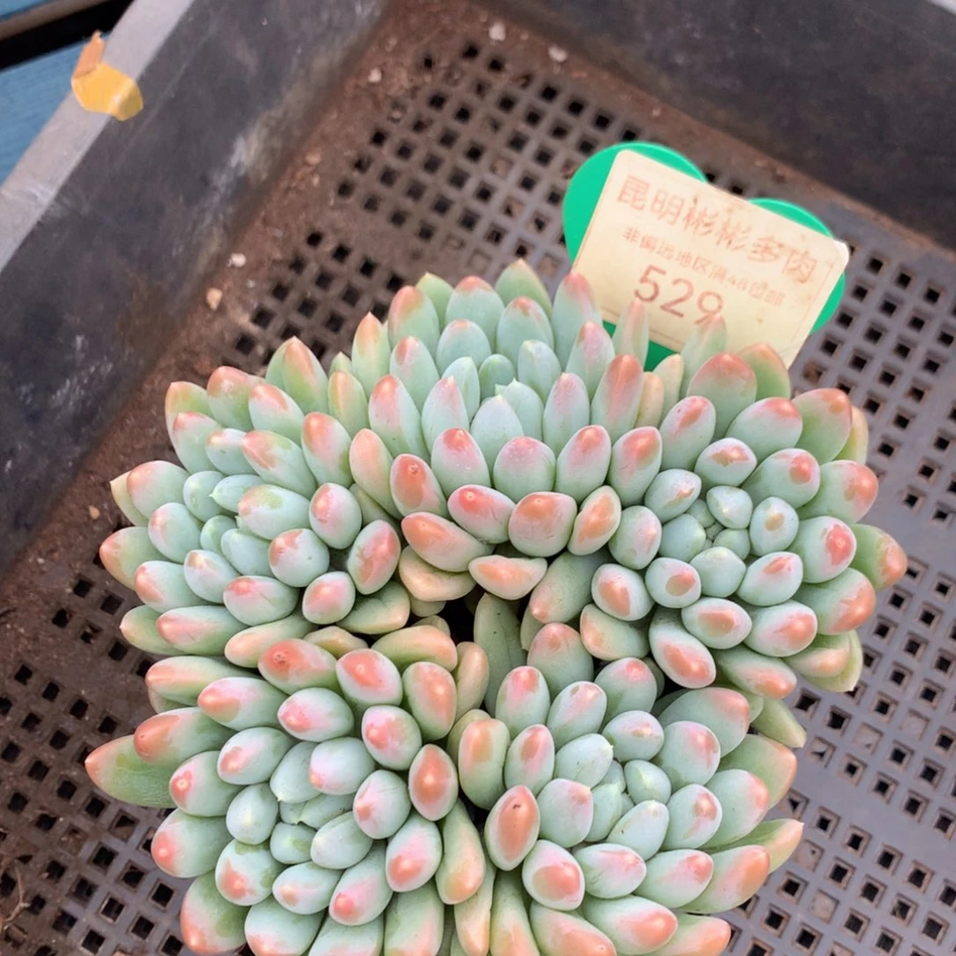 七彩奶糖无砍平头529