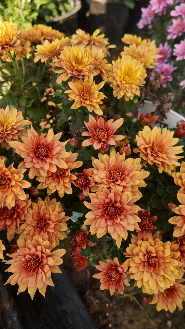 【绚秋耀眼】千头菊球菊小菊九月菊观赏小菊爆盆