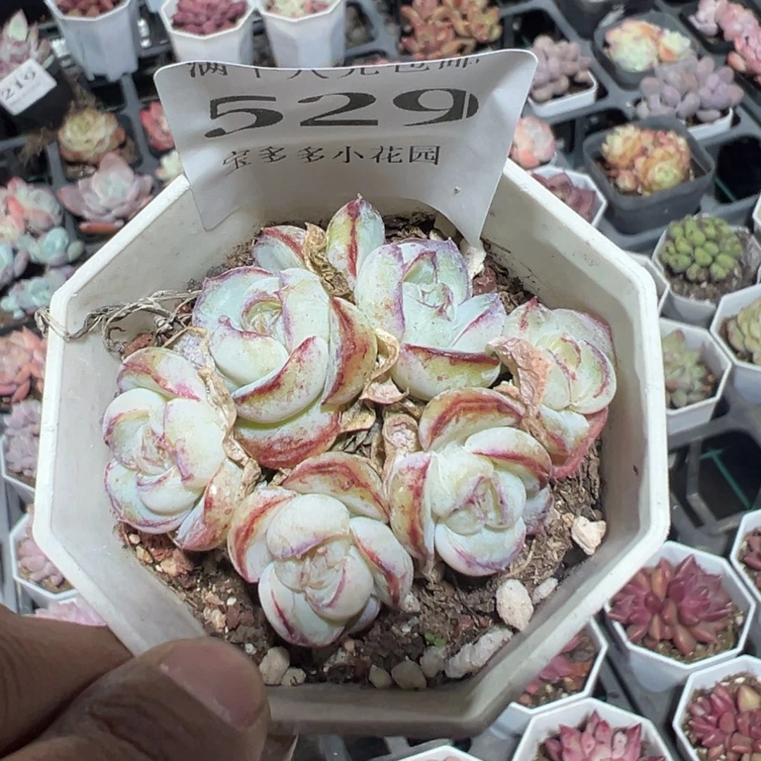 529号胖虎珍妮六头群一物一拍满18包邮