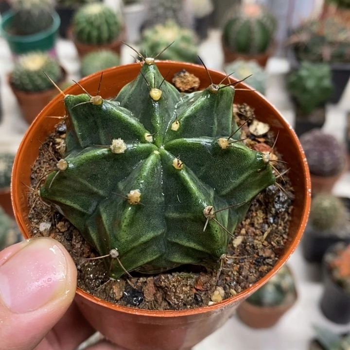 实生绿花瓦格特价福利