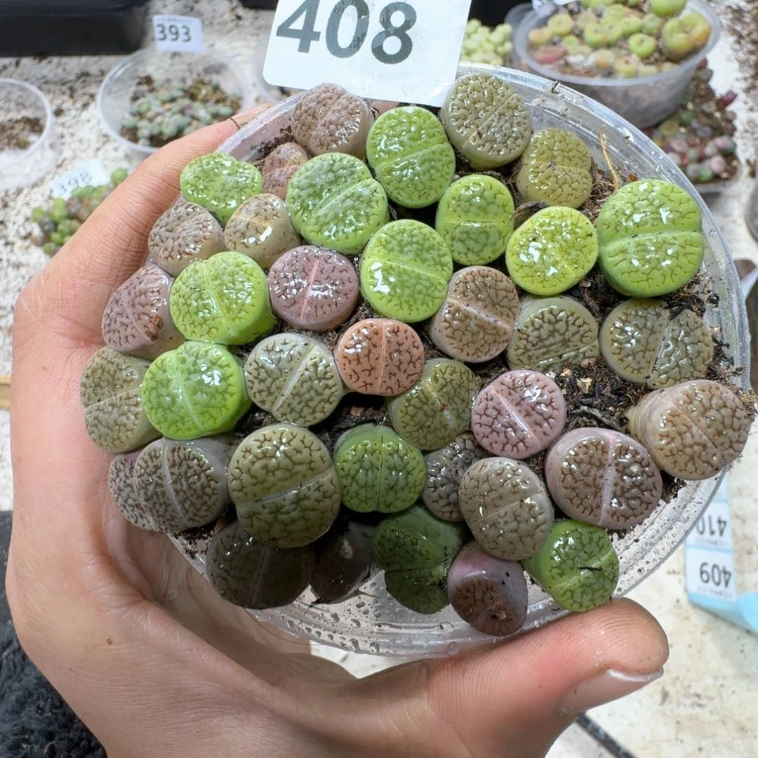 408。彩富贵一盒。好东西