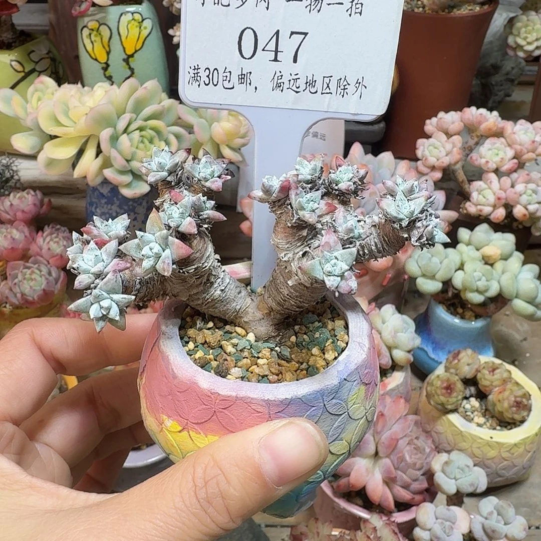 047 多肉含盆土30元包邮除偏远