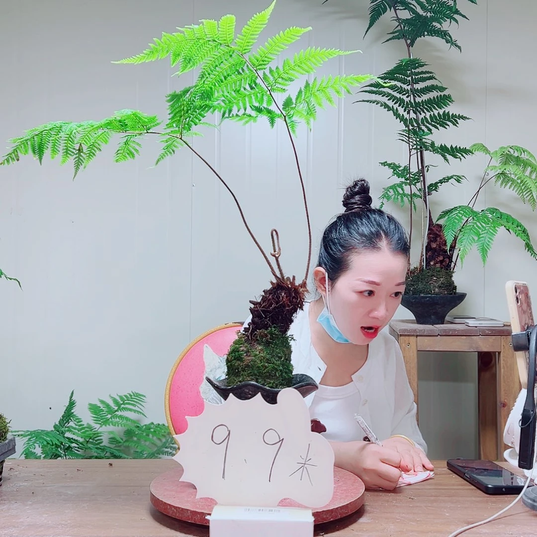 无花朵金丝虹鳞蕨