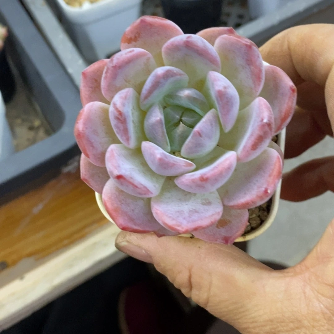 精品多肉一物一的不包整40