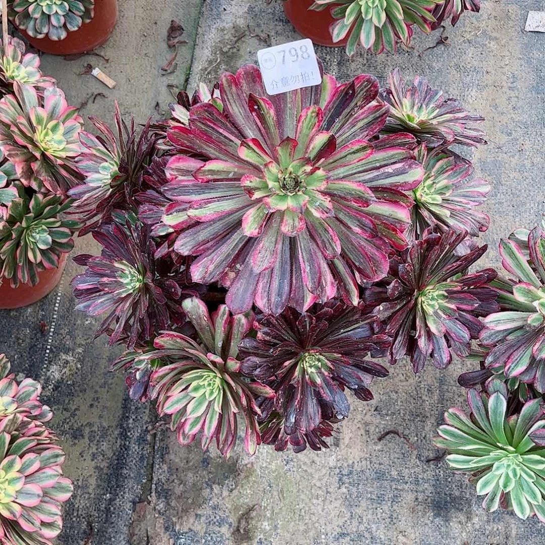 无花朵乐*?多肉植物繁华798