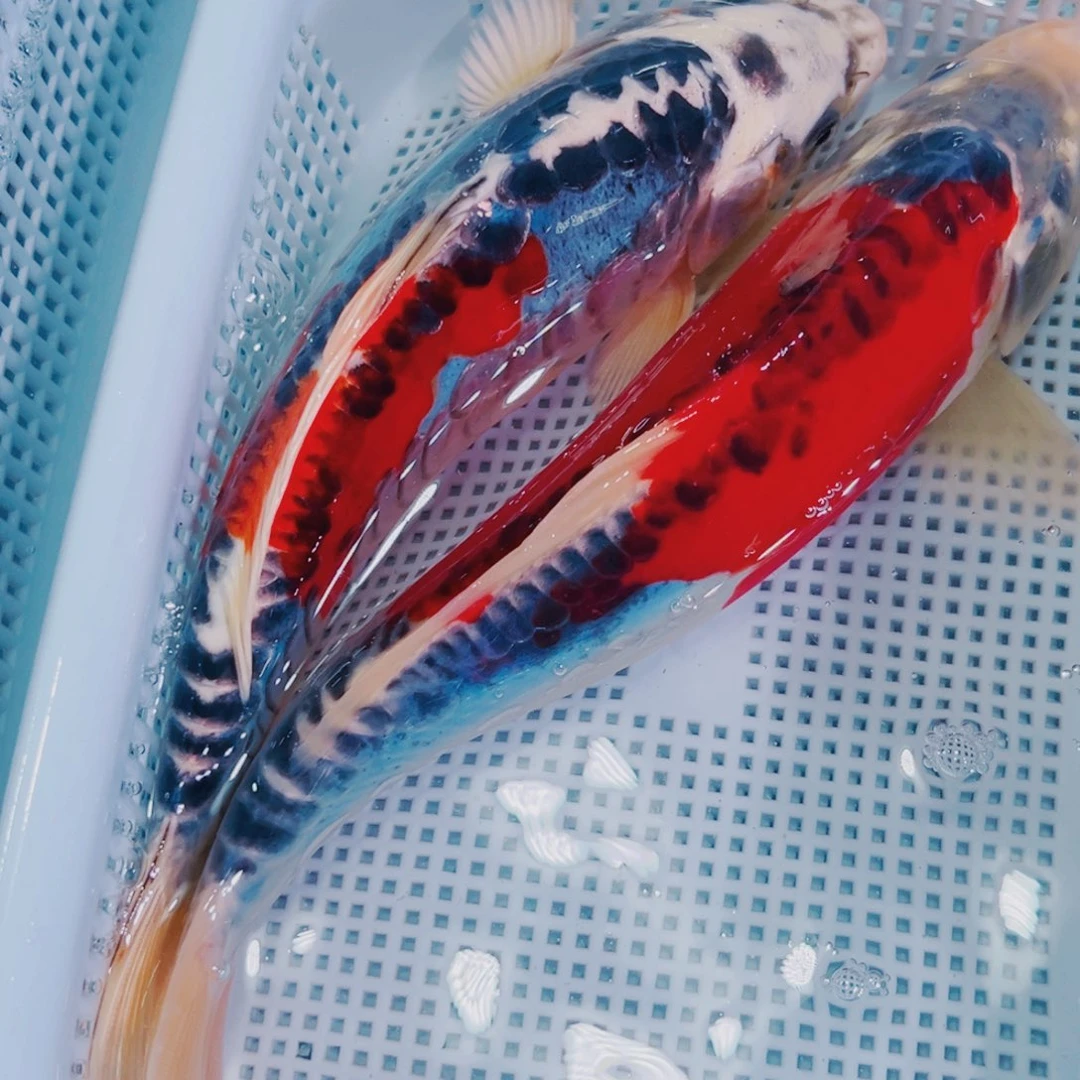 锦鲤锦鲤冷水鱼观赏127