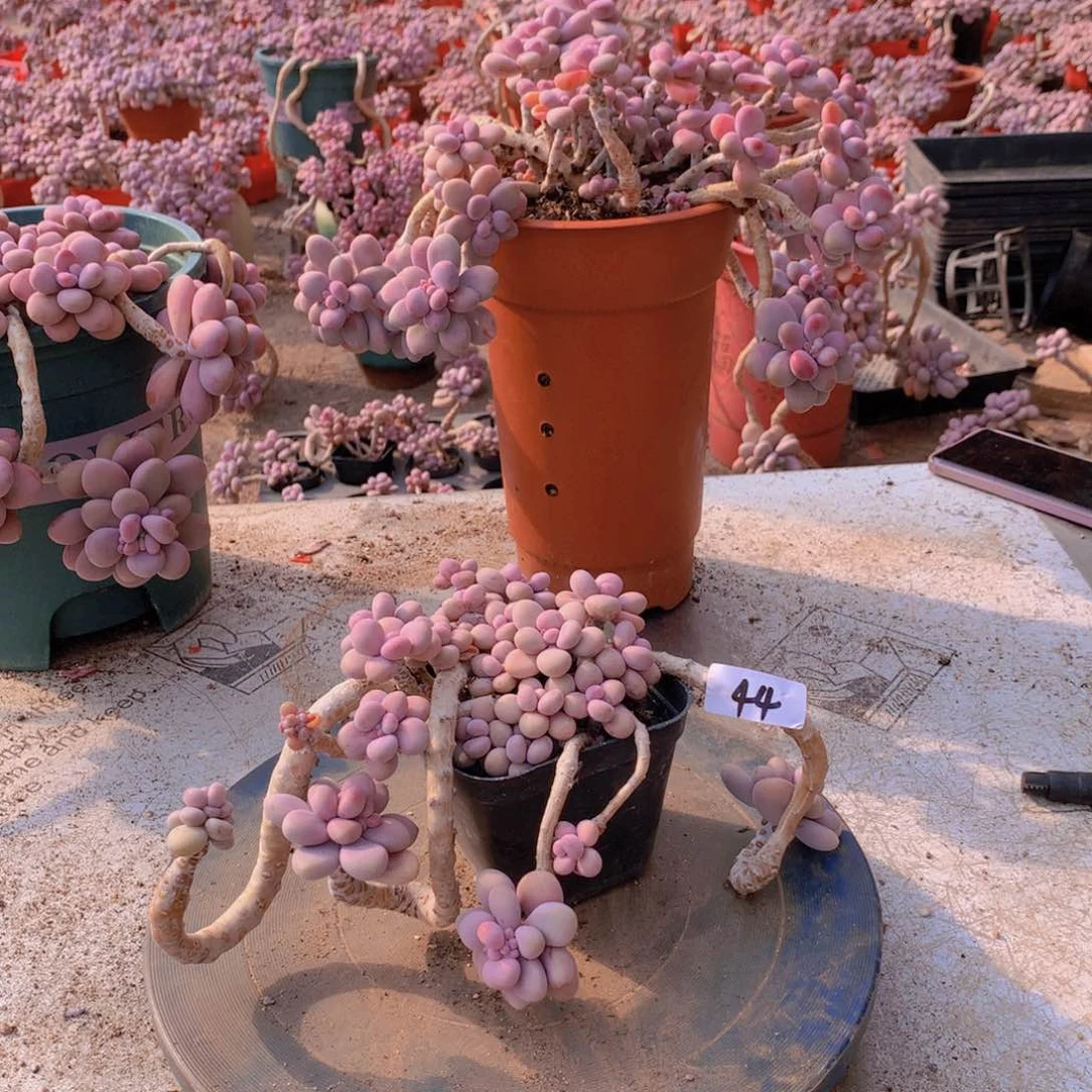 44一物一拍桃蛋老桩