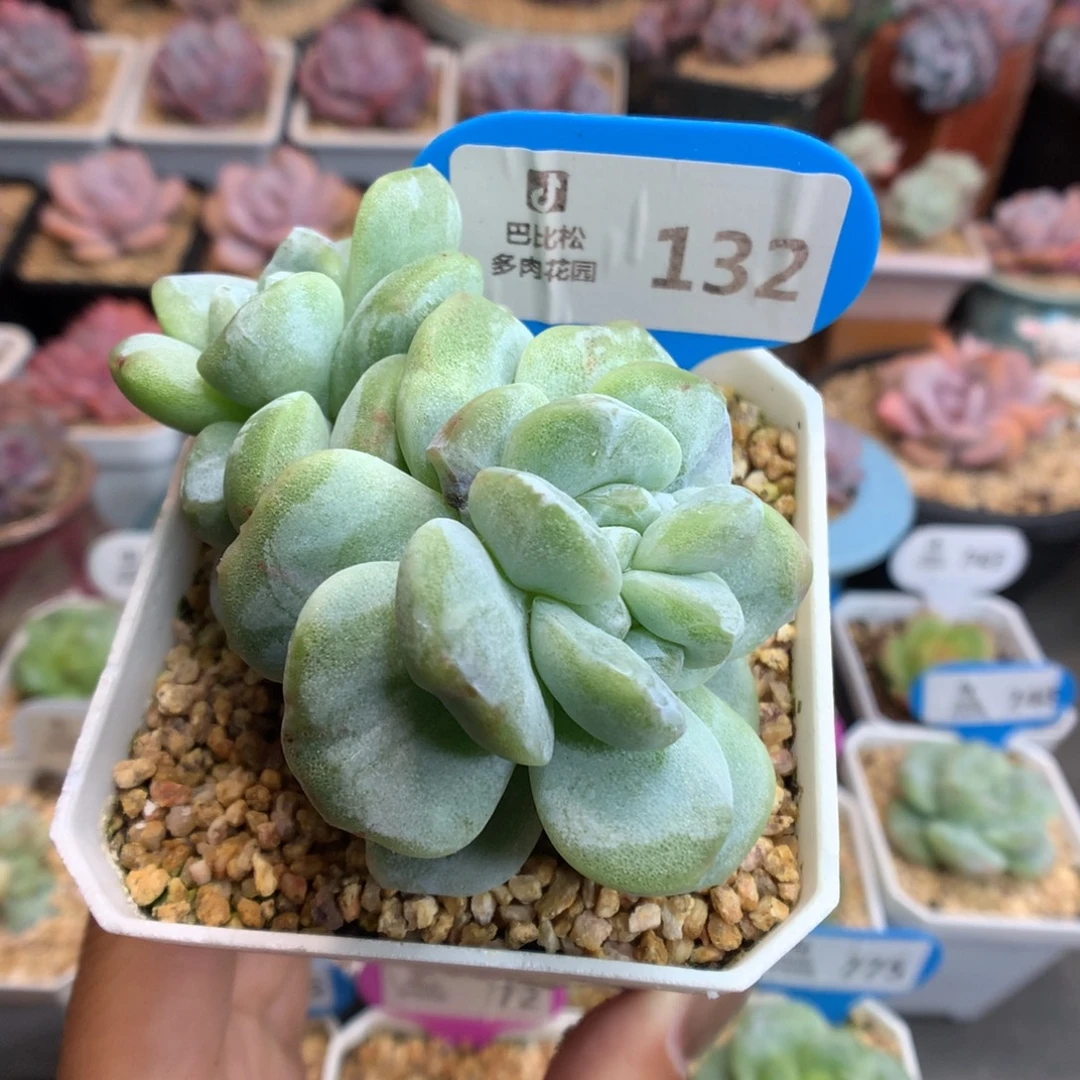 132五头冰玉石化多肉植物