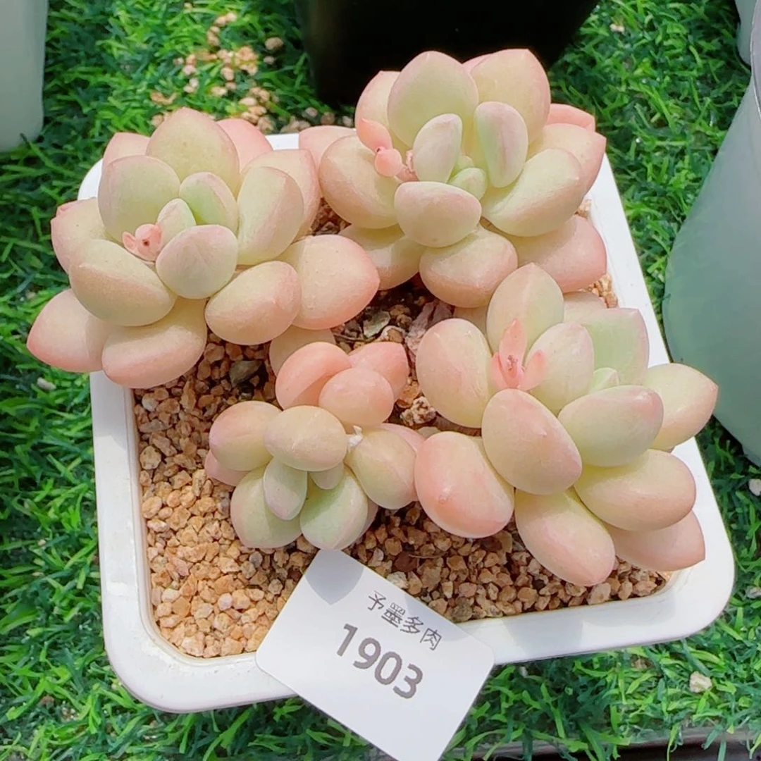 泡泡糖无砍，1903多肉植物