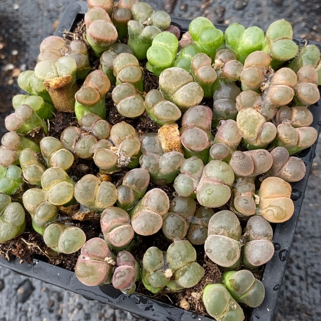 2717彩色透窗风铃一组