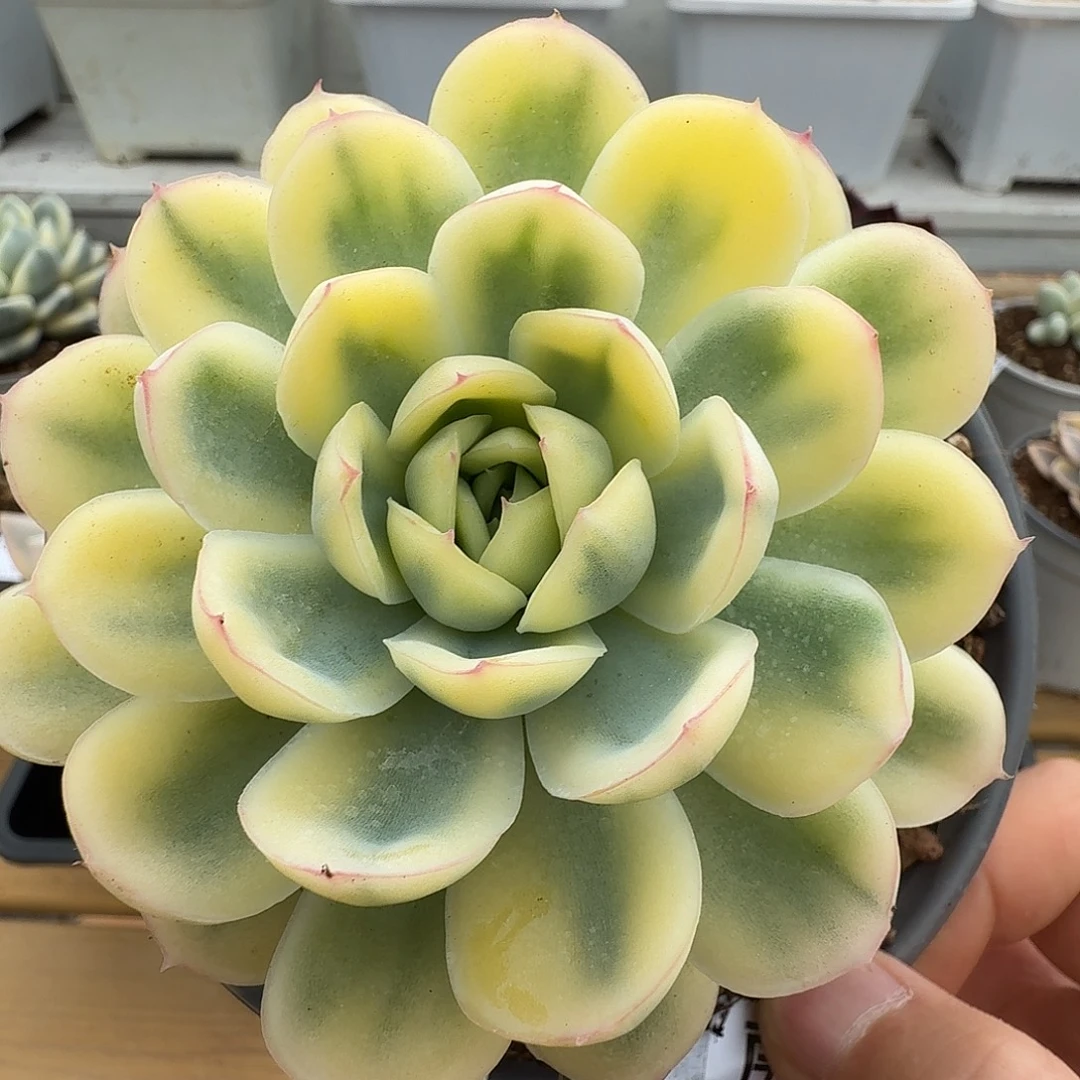 草莓冰锦1111108-116