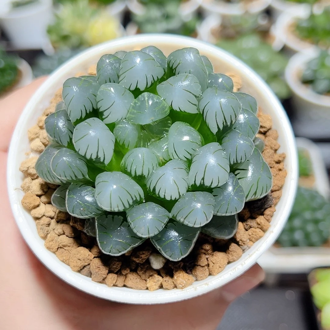 万象盆母本冰灯玉露